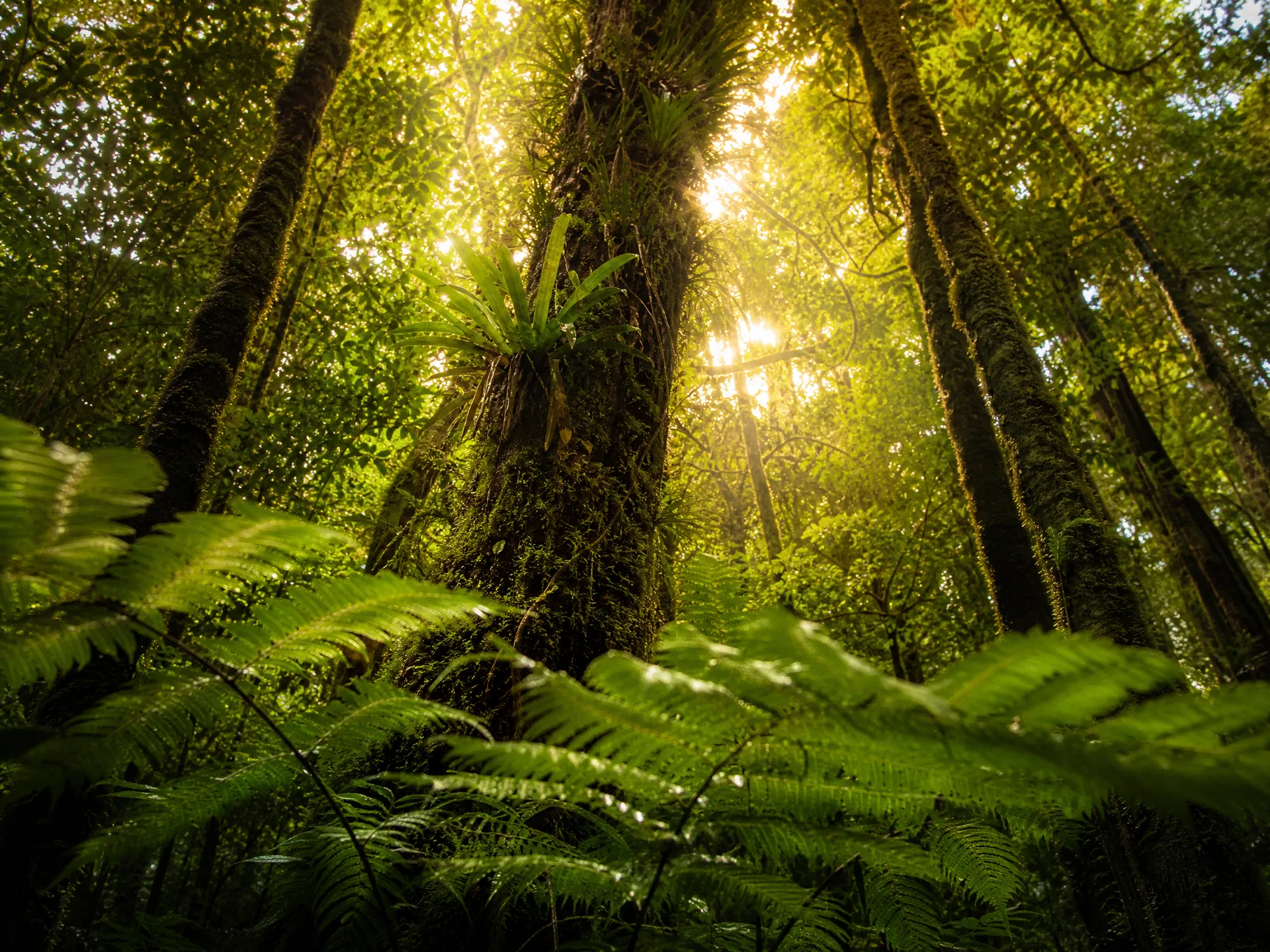 Environment
